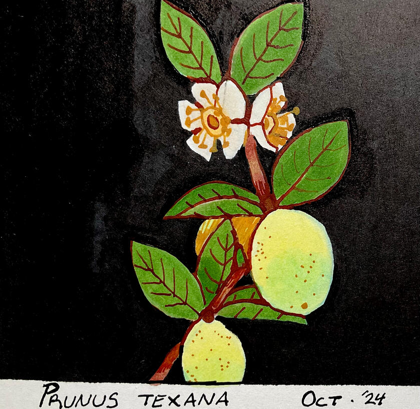 prunus texana